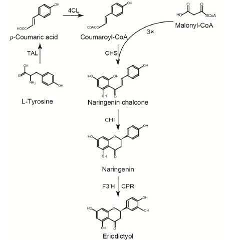 Eriodictyol Eriodictyol