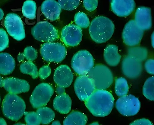 SLU-PP-332 Tablets use | Shaanxi BLOOM Tech Co., Ltd SLU-PP-332 Tablets use | Shaanxi BLOOM Tech Co., Ltd