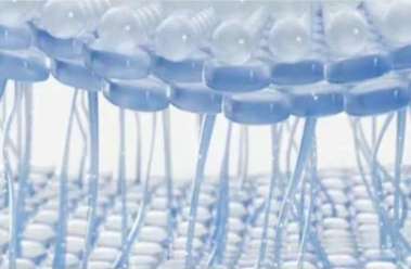 Spermidine For sale | Shaanxi BLOOM Tech Co., Ltd Spermidine For sale | Shaanxi BLOOM Tech Co., Ltd