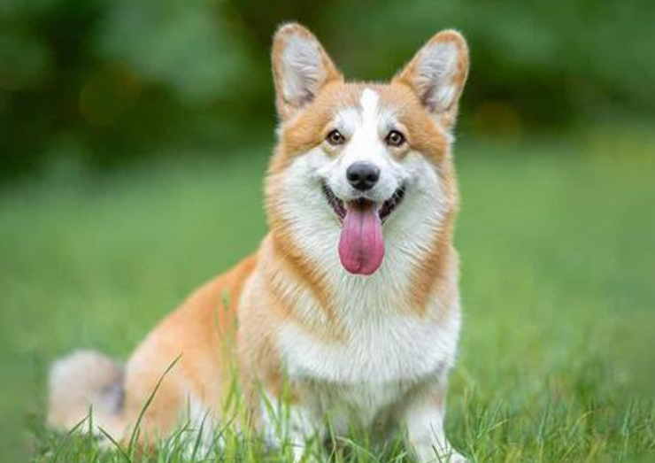 Fluralaner Drops Cost | Shaanxi BLOOM Tech Co., Ltd Fluralaner Drops Cost | Shaanxi BLOOM Tech Co., Ltd