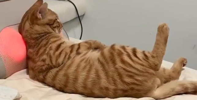 Fluralaner Cost | Shaanxi BLOOM Tech Co., Ltd Fluralaner Cost | Shaanxi BLOOM Tech Co., Ltd