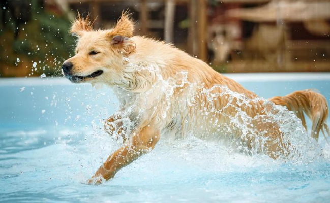 Fluralaner Buy | Shaanxi BLOOM Tech Co., Ltd Fluralaner Buy | Shaanxi BLOOM Tech Co., Ltd