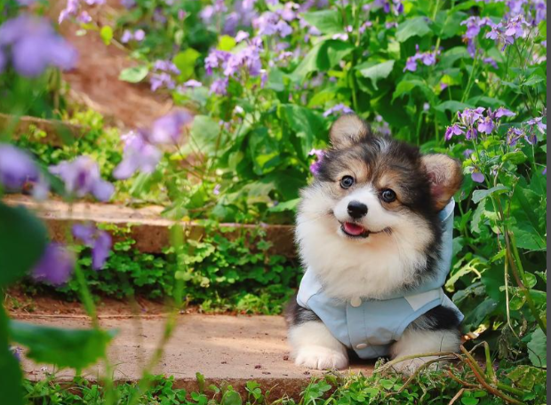 Fluralaner Cost | Shaanxi BLOOM Tech Co., Ltd Fluralaner Cost | Shaanxi BLOOM Tech Co., Ltd