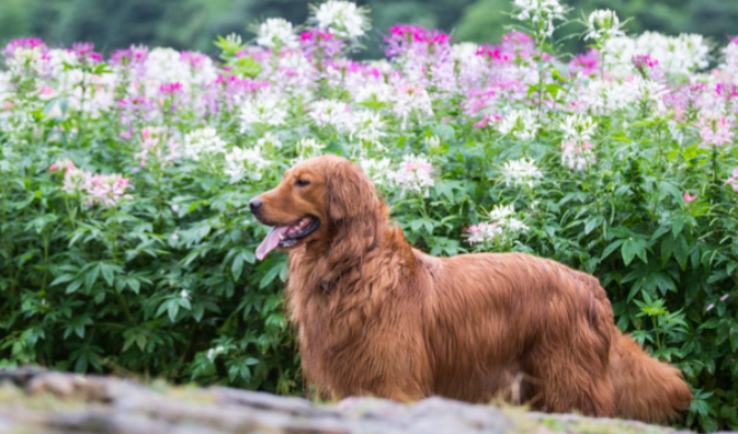 Fluralaner For sale | Shaanxi BLOOM Tech Co., Ltd Fluralaner For sale | Shaanxi BLOOM Tech Co., Ltd