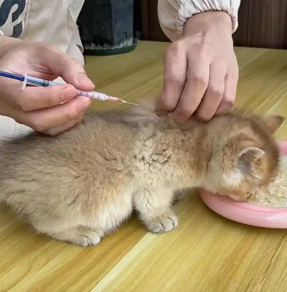 GS-441524 Buy | Shaanxi BLOOM Tech Co., Ltd GS-441524 Buy | Shaanxi BLOOM Tech Co., Ltd