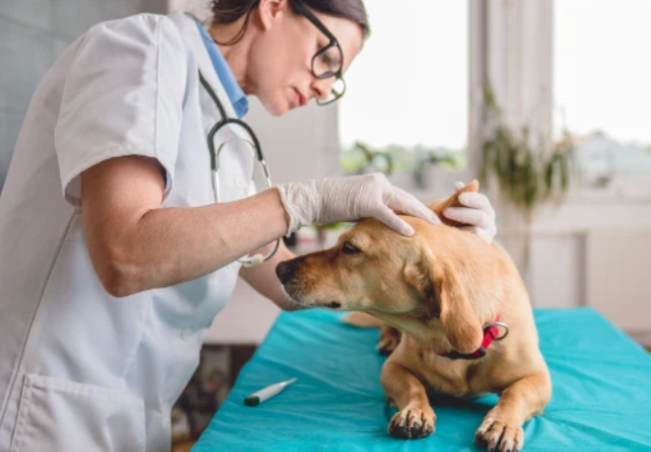 Fluralaner Price | Shaanxi BLOOM Tech Co., Ltd Fluralaner Price | Shaanxi BLOOM Tech Co., Ltd