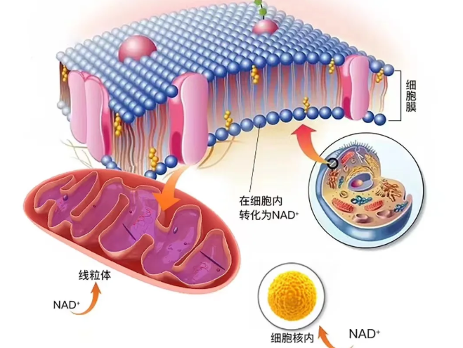 Spermidine Price | Shaanxi BLOOM Tech Co., Ltd Spermidine Price | Shaanxi BLOOM Tech Co., Ltd
