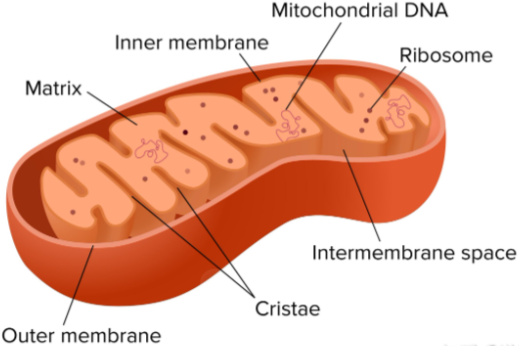 Spermidine 500mcg | Shaanxi BLOOM Tech Co., Ltd Spermidine 500mcg | Shaanxi BLOOM Tech Co., Ltd
