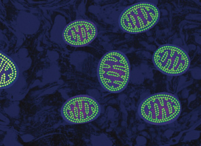 Spermidine Buy | Shaanxi BLOOM Tech Co., Ltd Spermidine Buy | Shaanxi BLOOM Tech Co., Ltd