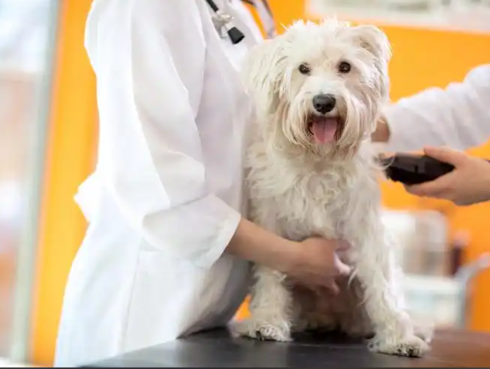 Fluralaner 250mcg | Shaanxi BLOOM Tech Co., Ltd Fluralaner 250mcg | Shaanxi BLOOM Tech Co., Ltd