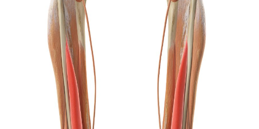 SLU-PP-332 Skeletal Muscle | Shaanxi BLOOM Tech Co., Ltd SLU-PP-332 Skeletal Muscle | Shaanxi BLOOM Tech Co., Ltd