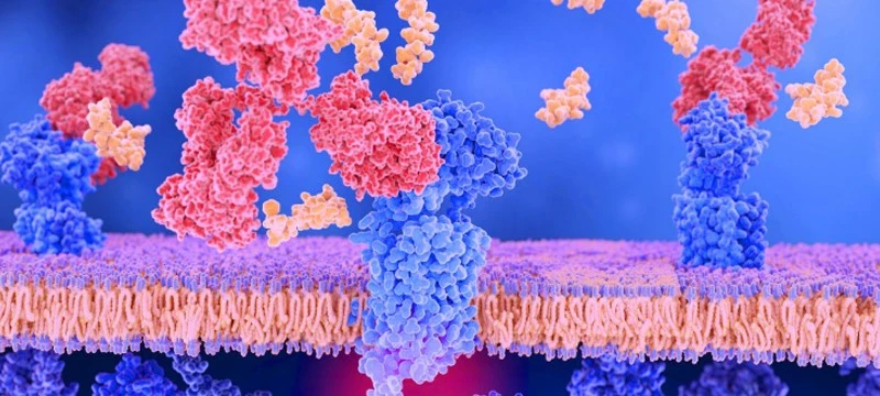Bioglutide NA-931 GLP-1R | Shaanxi BLOOM Tech Co., Ltd Bioglutide NA-931 GLP-1R | Shaanxi BLOOM Tech Co., Ltd